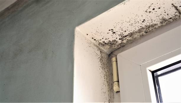 Best Comprehensive Air Testing for Mold Contaminants  in Silverton, OR