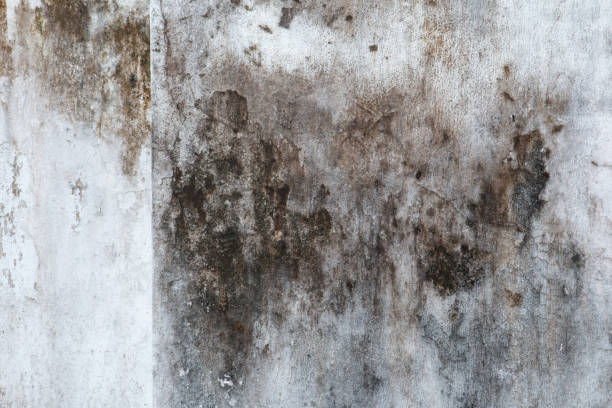Best Indoor Air Quality Assessment  in Silverton, OR