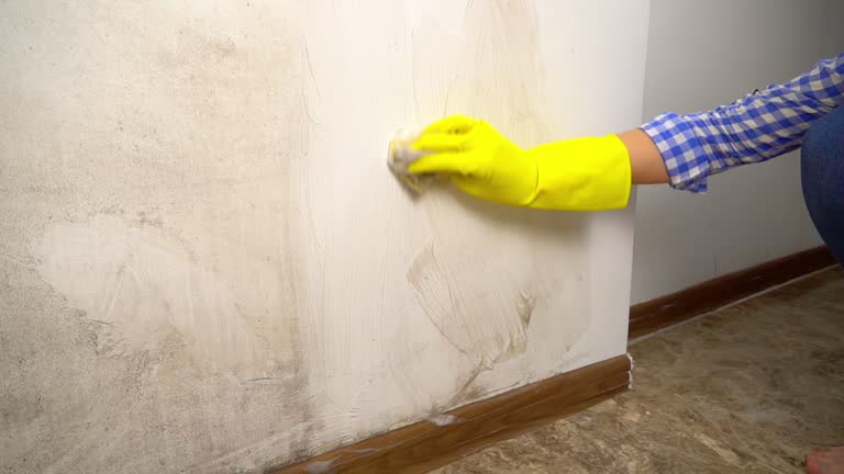 Best Mold Documentation for Insurance Claims  in Silverton, OR