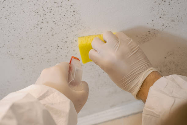 Professional Mold Removal in Silverton, OR