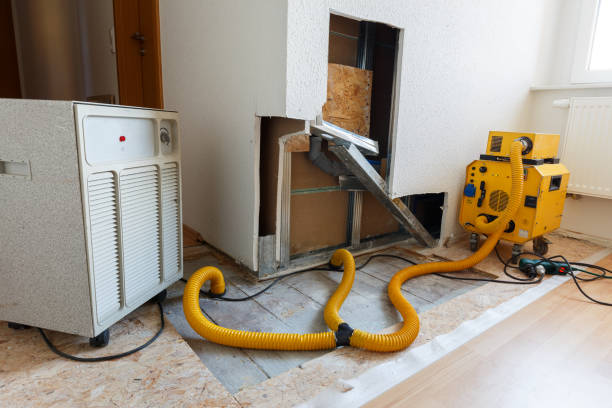 Best Basement Mold Removal  in Silverton, OR