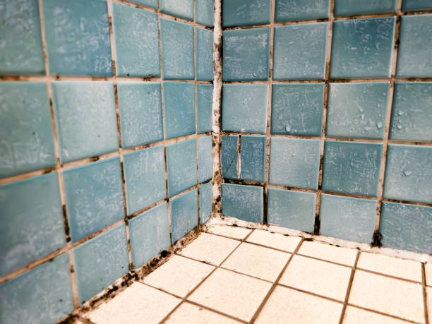  Silverton, OR Mold Removal Pros