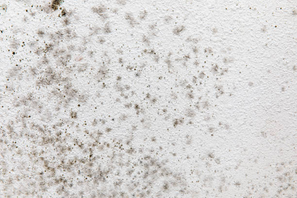 Best Comprehensive Air Testing for Mold Contaminants  in Silverton, OR