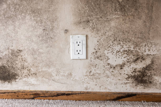 Mold Removal for HVAC Installations in Silverton, OR